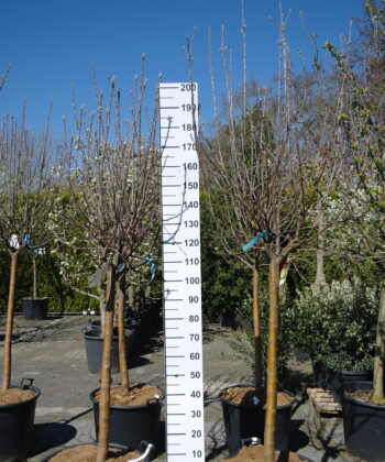 Malus Elstar halfstam