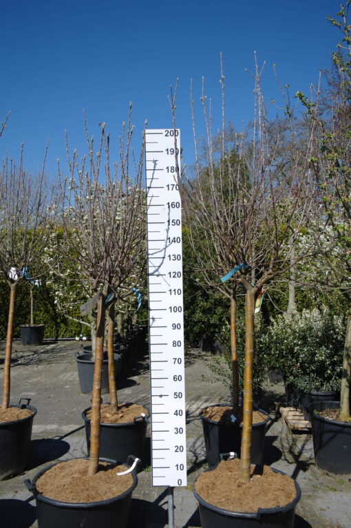 Malus Elstar halfstam