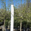 Malus Goudreinet Appel 'Rode Boskoop'