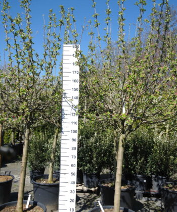 Malus Goudreinet Appel 'Rode Boskoop'