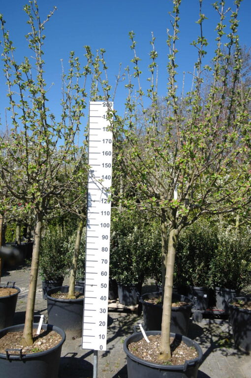 Malus Goudreinet Appel 'Rode Boskoop'