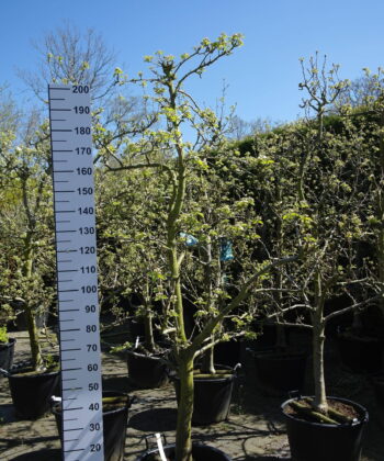 Pyrus Doyenne du Comice