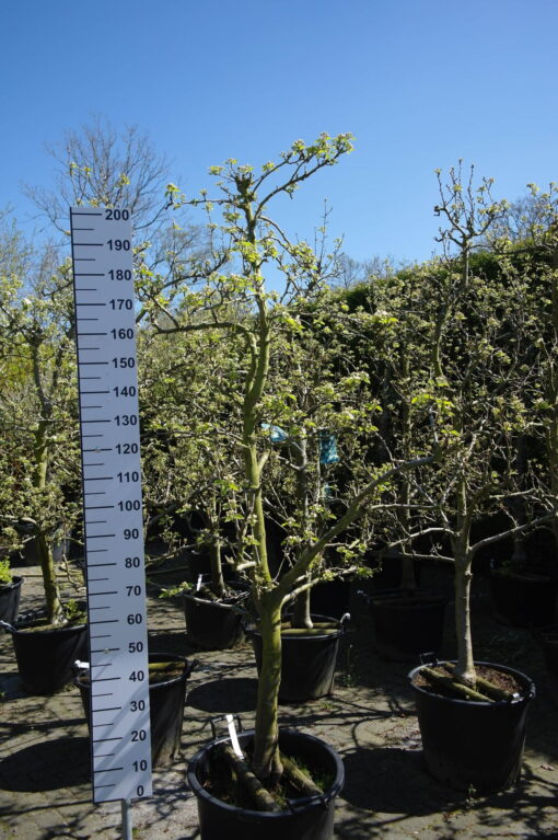Pyrus Doyenne du Comice