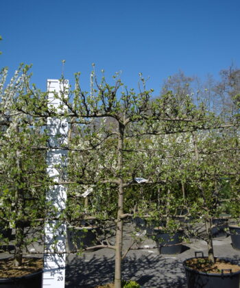 Malus Top Red