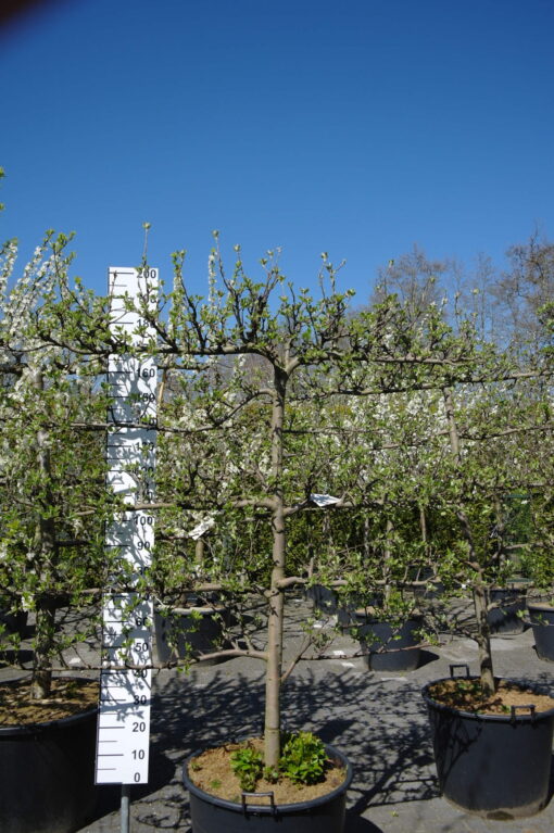 Malus Top Red