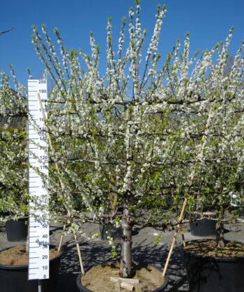Prunus domestica 'Mirabelle de Nancy' Lei Pruimenboom