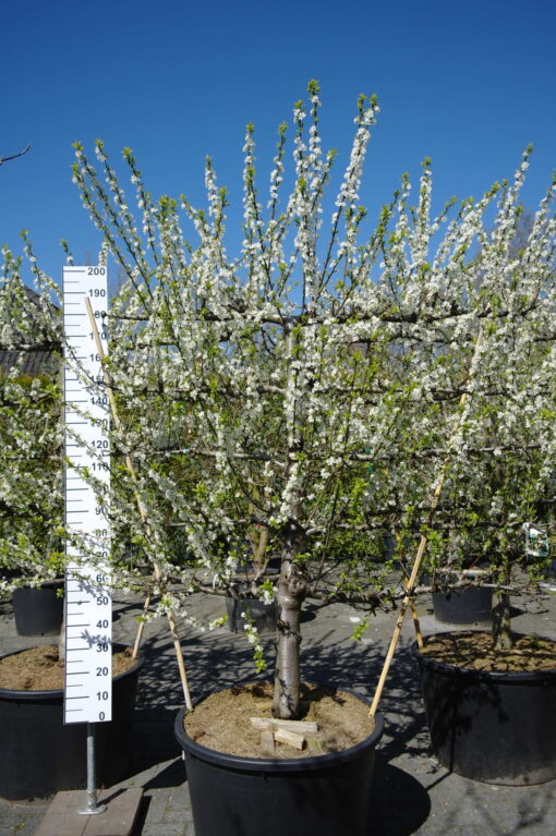 Prunus domestica 'Mirabelle de Nancy' Lei Pruimenboom