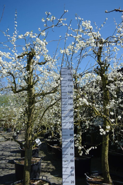 Prunus Victoria