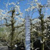 Prunus dom. Opal