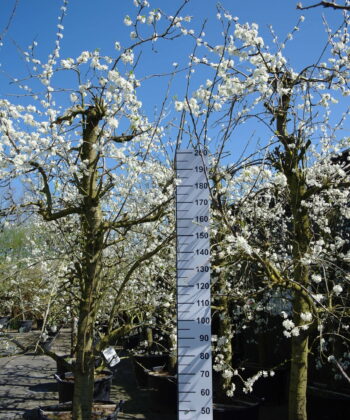 Prunus dom. Opal