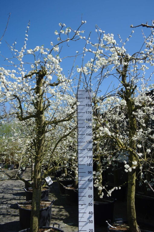 Prunus dom. Opal