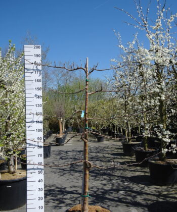 Malus domestica 'Fuji' Lei Appelboom