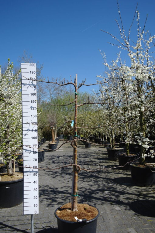 Malus domestica 'Fuji' Lei Appelboom