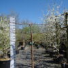 Malus Elstar