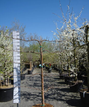 Malus Elstar