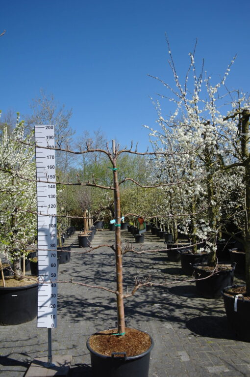 Malus Elstar