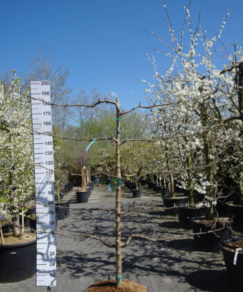Malus Goudreinet Appel 'Rode Boskoop'