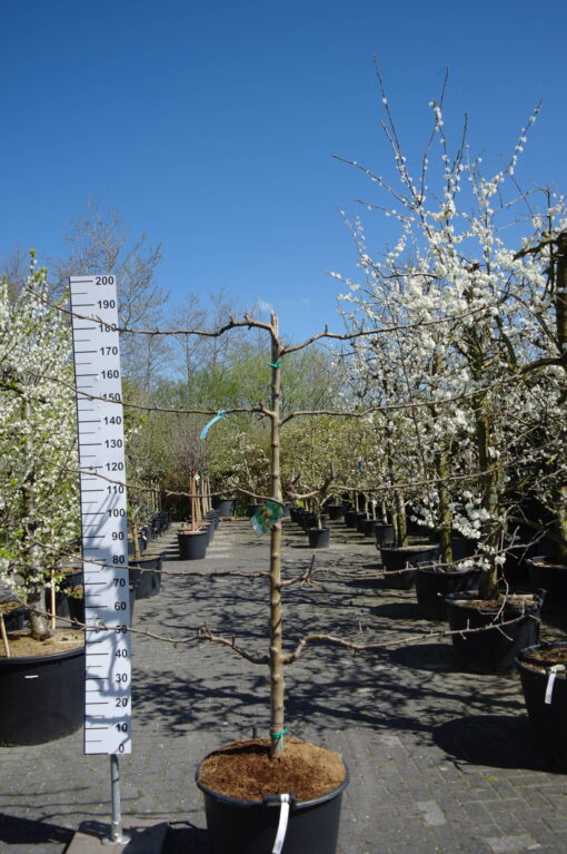 Malus Goudreinet Appel 'Rode Boskoop'