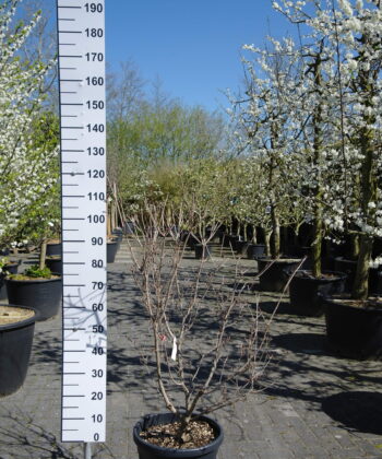 Cornus Kousa 'Satomi'