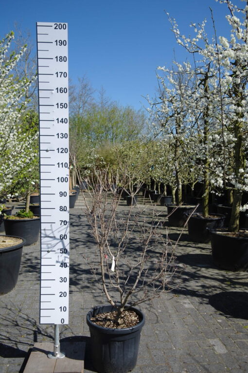 Cornus Kousa 'Satomi'