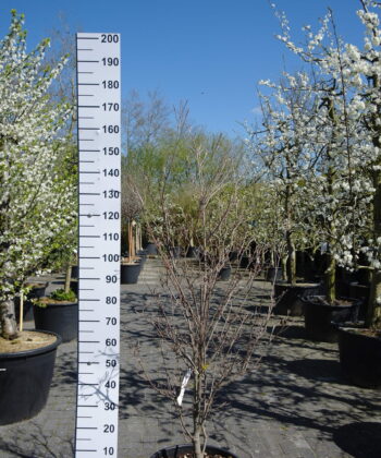 Cornus Kousa 'China Girl'