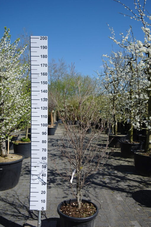 Cornus Kousa 'China Girl'