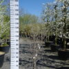 Cornus Kousa 'Satomi'