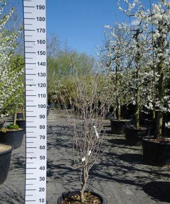 Cornus Kousa 'Satomi'