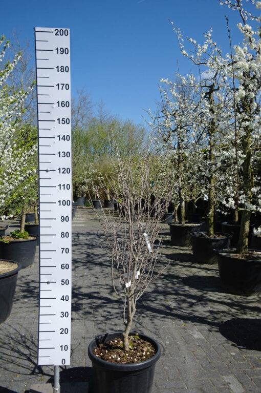 Cornus Kousa 'Satomi'