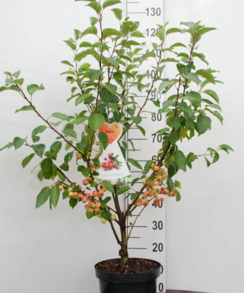 Malus Evereste