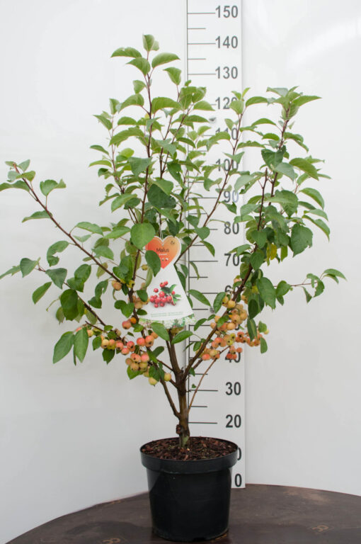 Malus Evereste