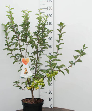 Malus 'Golden Hornet'