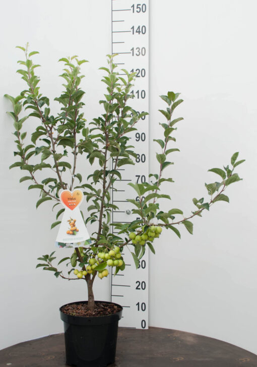 Malus 'Golden Hornet'