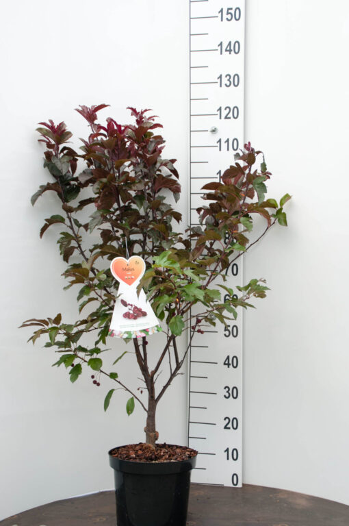 Malus 'Liset'