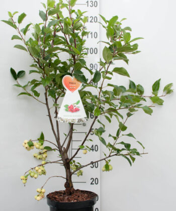 Malus Red Sentinal