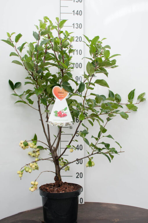 Malus Red Sentinal