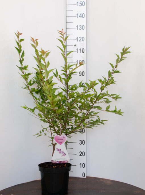 Prunus i. 'Cunera'
