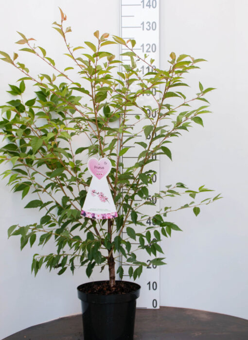 Prunus 'Okame' - sierkers