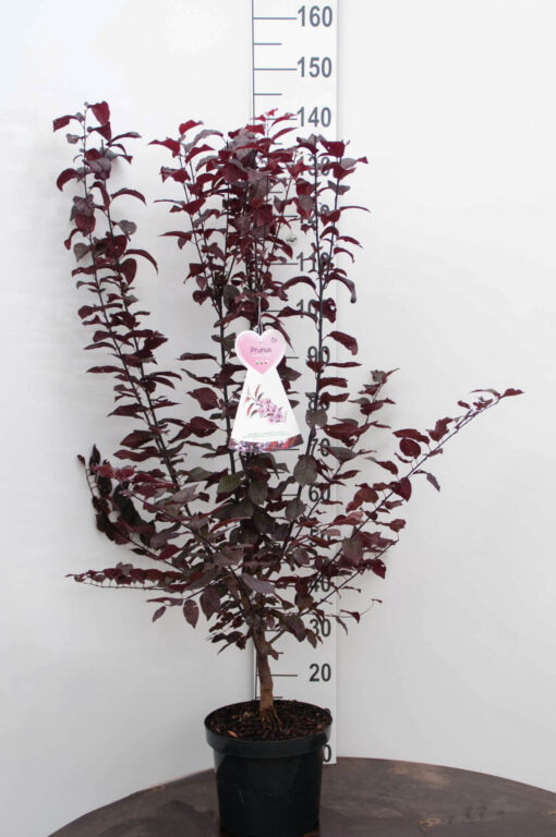 Prunus Cerasifera Nigra