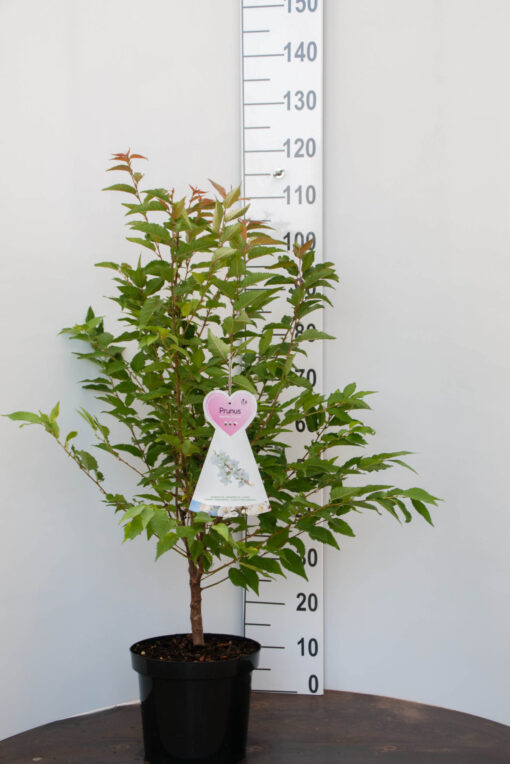 Prunus Nipponica 'Brillant' - sierkers