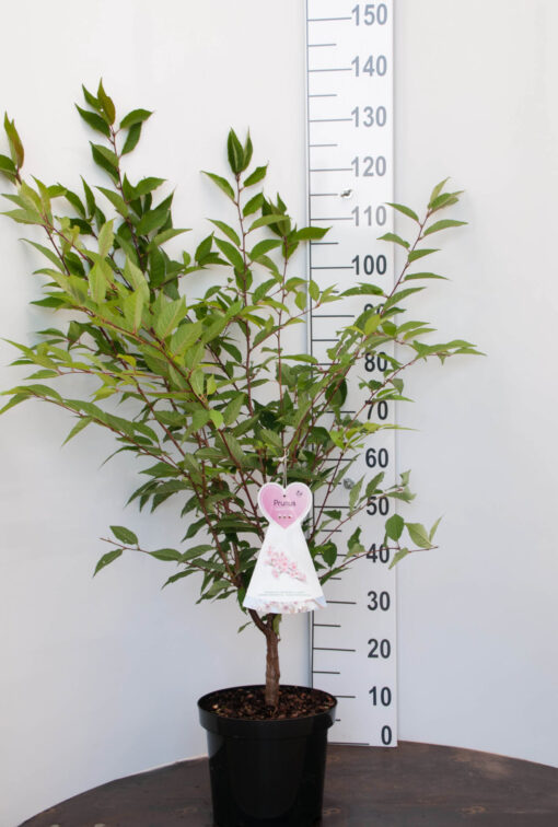 Prunus Nipponica 'Ruby' - sierkers - Afbeelding 2