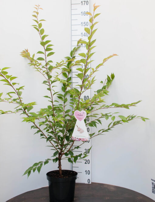 Prunus subhirtella 'Autumnalis Rosea'