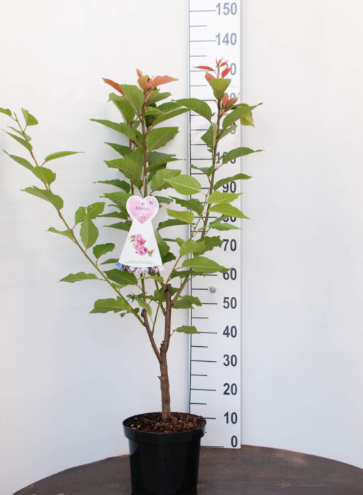Prunus Ser. 'Kanzan' - Afbeelding 2