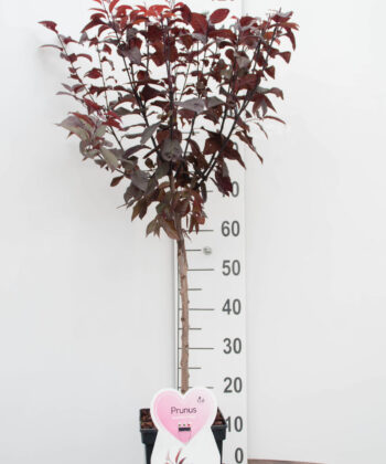 Prunus Cerasifera Nigra