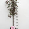 Prunus cistena