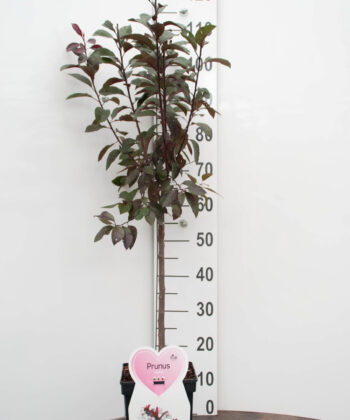 Prunus cistena