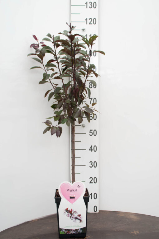Prunus cistena