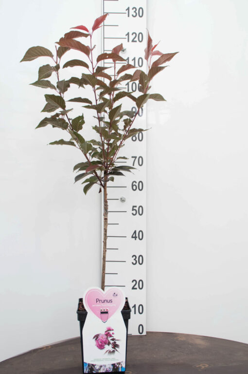 Prunus Ser. 'Royal Burgundy' - Afbeelding 3
