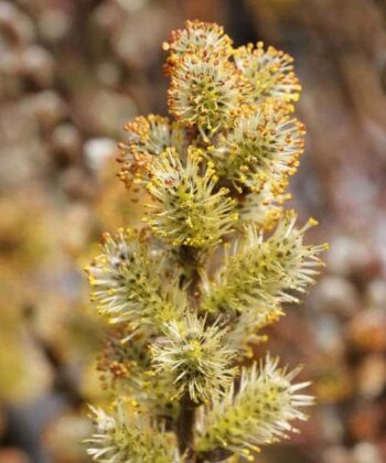 Salix subopposita