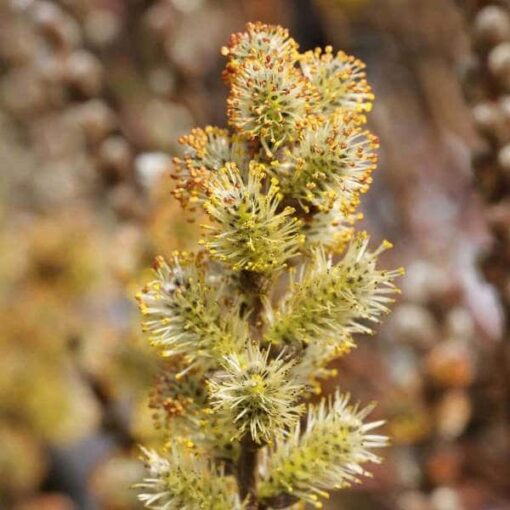 Salix subopposita